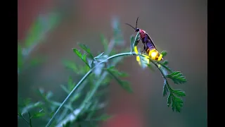 Firefly Conservation: Getting to Know the Jewels of the Night