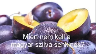 Miért nem kell a magyar szilva senkinek?