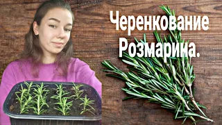 Как укоренить Розмарин. Размножение Розмарина.