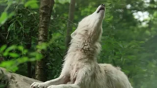 Howling on the Storm