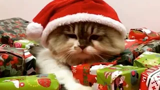 FUNNIEST Holiday Pets! 🤣 | Best Christmas Cats & Dogs 2023