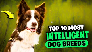 Top 10 Most intelligent Dog Breeds in the World