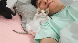 What Happens When Two Kittens Want To Sleep With Humans!