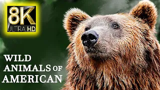 Wild Animals Of American In 8K VIDEO ULTRA HD -  Wildlife & Animal Relaxing Music
