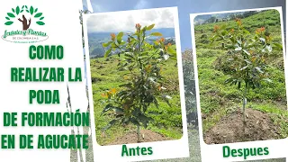 Como realizar tu poda de formación en aguacate! 🌱🇨🇴🤠🥑