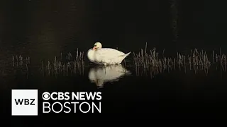 2 swans killed with "projectile" at Nabnasset Pond in Westford