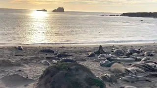 Elephant Seals' Life on the Beach