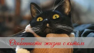 Особенности жизни с котом, которые надо знать даже опытным котоводам  Features of life with a cat