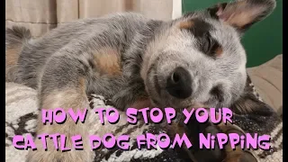 Australian Cattle Dogs - Nipping - Experience & Tips On How To Stop The Nips