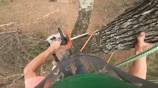 Tall Leaning Oak Removal