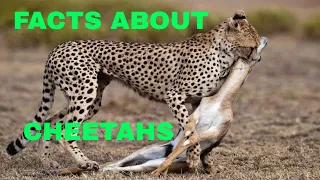 21 Facts About Cheetahs (The Fastest Land Animal Cheetahs)