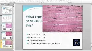 Tissue Level of Organization - Part 3   Integumentary System - Part 1