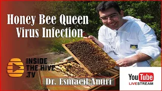 Honey Bee Queens and Virus Infections - Dr. Esmaeil Amiri - InsideTheHive - Livestream