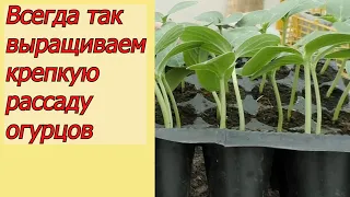 Крепкая рассада огурцов- как мы это делаем. Так сможет каждый!