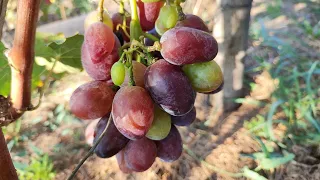 Почему у меня виноград не сладкий и плохо созревает