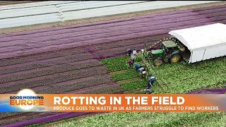 'It's just not happening': Crops go to waste as UK farmers struggle to find workers