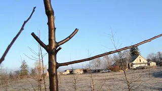 Обрізка та формування крони дерева черешні весною