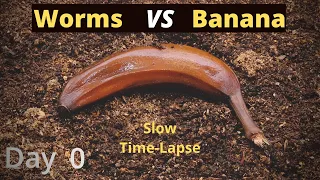 Worms vs Banana Time Lapse 4K Slow Speed (No Music)