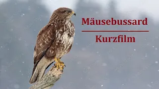 Greifvögel: Der Mäusebussard - Common Buzzard - Buteo buteo / Kurzfilm - Dokumentation