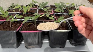 One tablespoon of wood ash and tomato seedlings will be strong and healthy