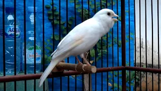 Canary training song | Belgian canary
