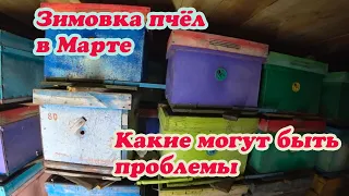 ЗИМОВКА ПЧЁЛ В МАРТЕ МЕСЯЦЕ В ОМШАННИКЕ, ЧТО НУЖНО СДЕЛАТЬ МНЕ