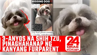 3-anyos na Shih Tzu, pinaghahanap ng kanyang furparent | 24 Oras Shorts