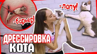 ДРЕССИРОВКА КОТА. Барьер, ляж, испанский шаг