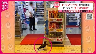 【投稿動画】カラスが万引きする瞬間『every.特集』