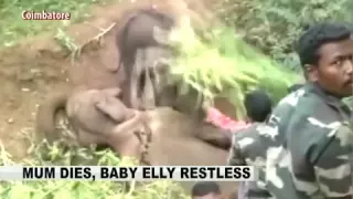 22116 rizne tiere NDTV Heart breaking video׃ Baby elephant tries to wake up dead mom