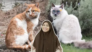 Pros & Cons Kucing Baka dengan Kucing Kampung