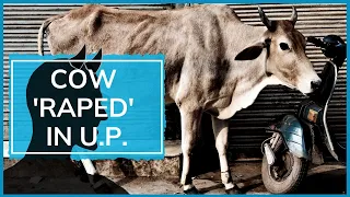 Man rapes cow in UP's Lucknow, caught on CCTV, arrested, say police