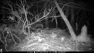 Another trail cam mystery