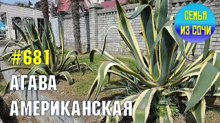 Агава американская | Жизнь на Юге