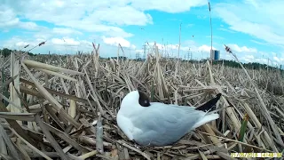 Озерная чайка 160515 1к фотоловушка 20160521 30