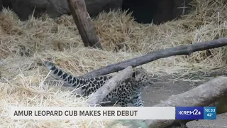 Rare Amur Leopard cub makes her debut at Santa Barbara zoo