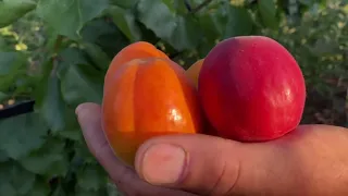 Урожай абрикоса сорту "Рубіста" 2023.