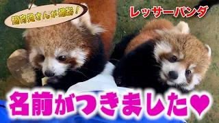 レッサーパンダの双子にカワイイ名前がつきました！（Red panda）