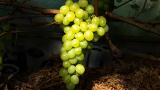 Сорта винограда среднего срока созревания. Обзор 2020
