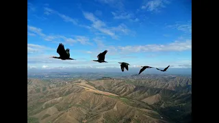 The Golden Middle: Northern Bald Ibises deviate from established migration corridors to stay a group