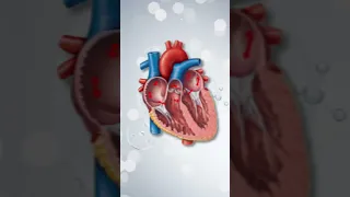 Atrial Fibrillation vs Atrial Flutter: How They Affect the Heart