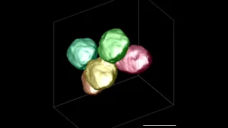 Nuclei Segmentation in Fiji and the BioVoxxel 3D Box