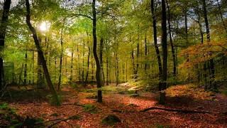Relaxing Music - 15 Minute Walk in the Forest - Nature