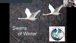 2023-05-04 Swans of Winter