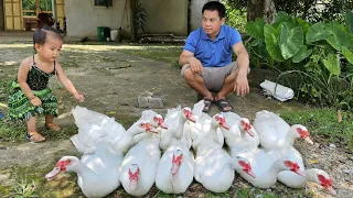 Harvesting the geese to themarketsell-Buy flower seedlings to plant garden decoration /xuan truong