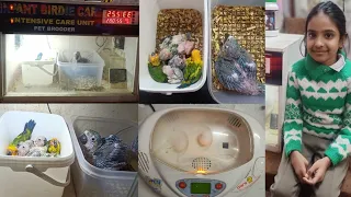 Proper Use Incubator and Brooder Full Detail By Raman bhai.