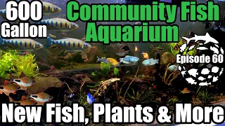 Massive 600 Gallon Freshwater Community Aquarium! Asian Jungle Planted Aquarium Update!