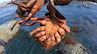 Big mama  Lobster