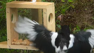 Magpie Kills Great Tit l Magpie VS Great Tit l Bird Killing Bird