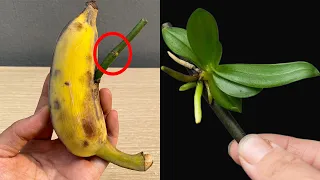 Unbelievable! Tips for propagating orchids at home are extremely simple